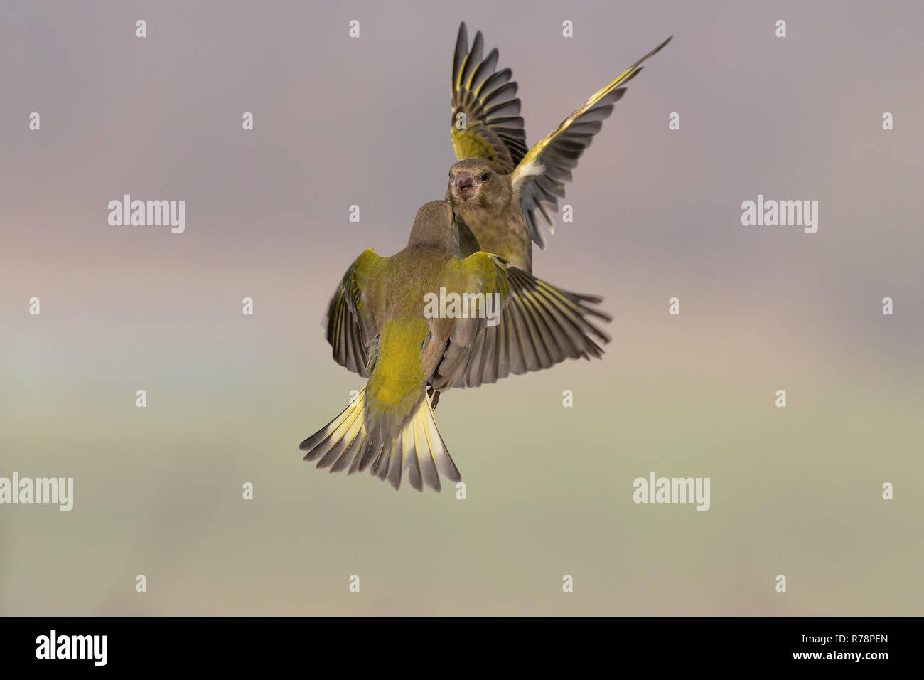European greenfinch in fight Stock Photo