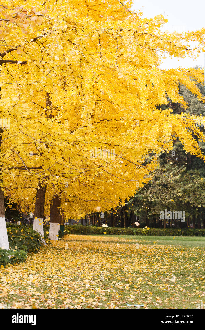 Golden and lush ginkgo trees Stock Photo Alamy