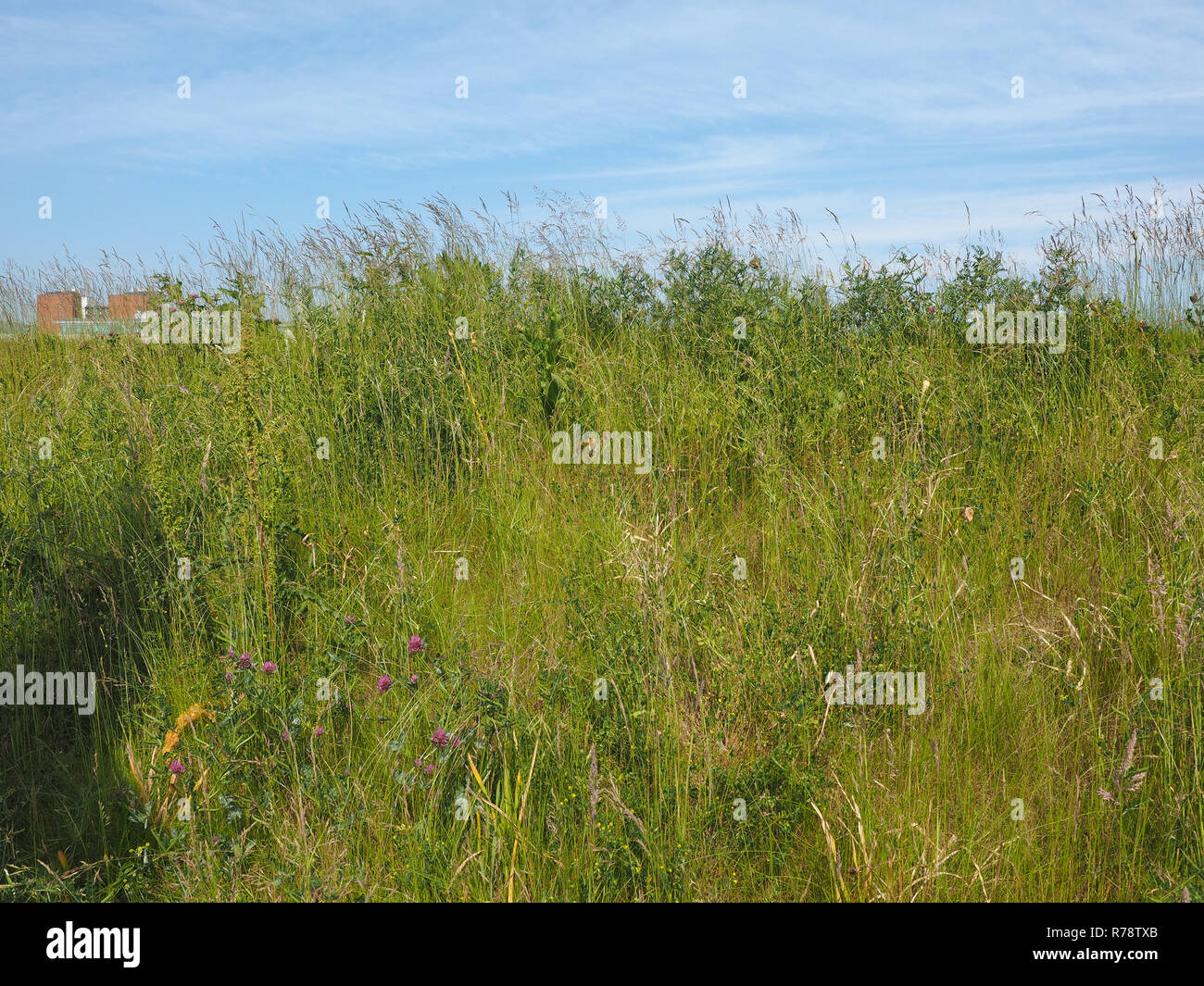 green grass texture background Stock Photo - Alamy