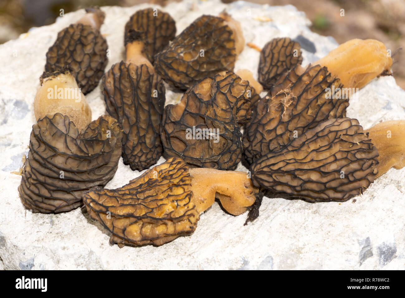 Fresh morchella esculenta. Commonly known as common morel, yellow morel, true morel, morel