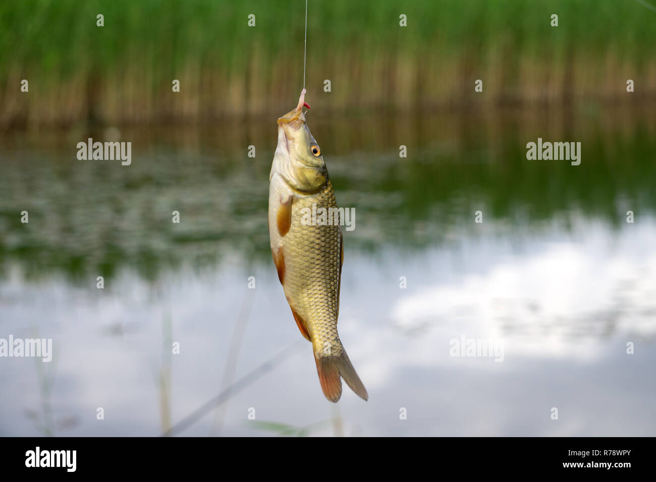 Fisherman baiting hook Stock Photo - Alamy
