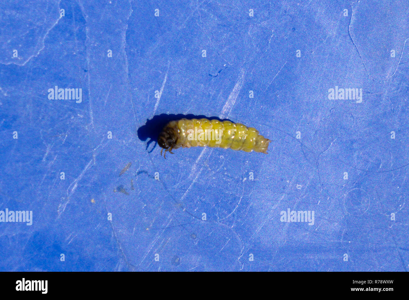 Caddis Larva High Resolution Stock Photography and Images - Alamy