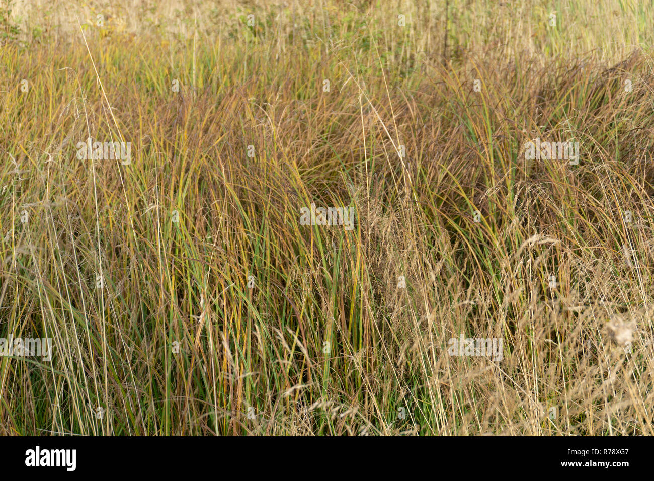 Little bluestem on a cloudy Autumn day. Also known as Schizachyrium scoparium or beard grass, it is a North American prairie grass native to most of t Stock Photo