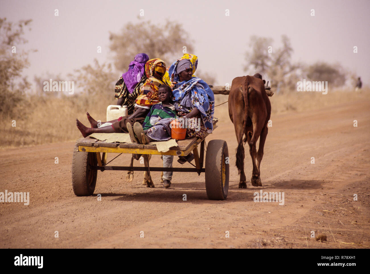 Boubon, Niger.  Cattle-drawn Transport Takes Family to Market. Stock Photo