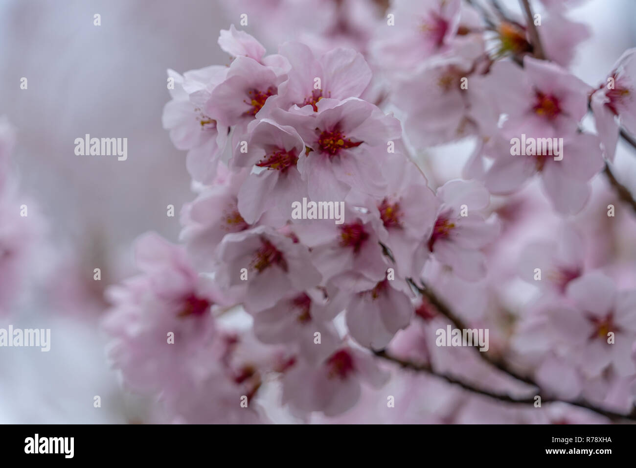 Pink cherry blossom in spring in Japan Stock Photo - Alamy