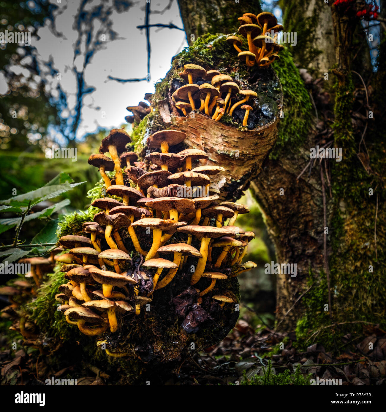 Fungi on a Birch Tree Stump in North Yorkshire Stock Photo