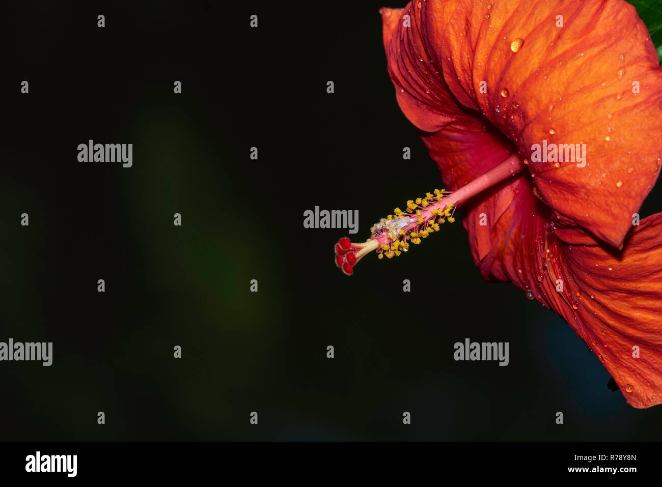 Hibiscus - Malaysian National Flower Stock Photo