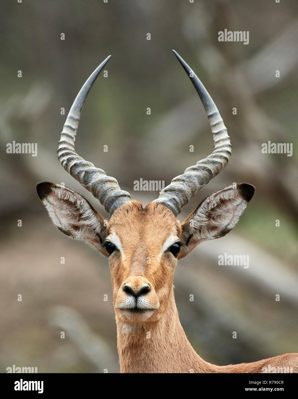 Impala (Aepyceros melampus melampus) - portrait of a young male antelope Stock Photo