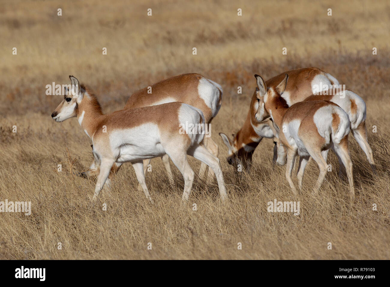 Pronghorn Antelope graze in a field near Pikes Peak, Colorado Springs, Colorado. Stock Photo