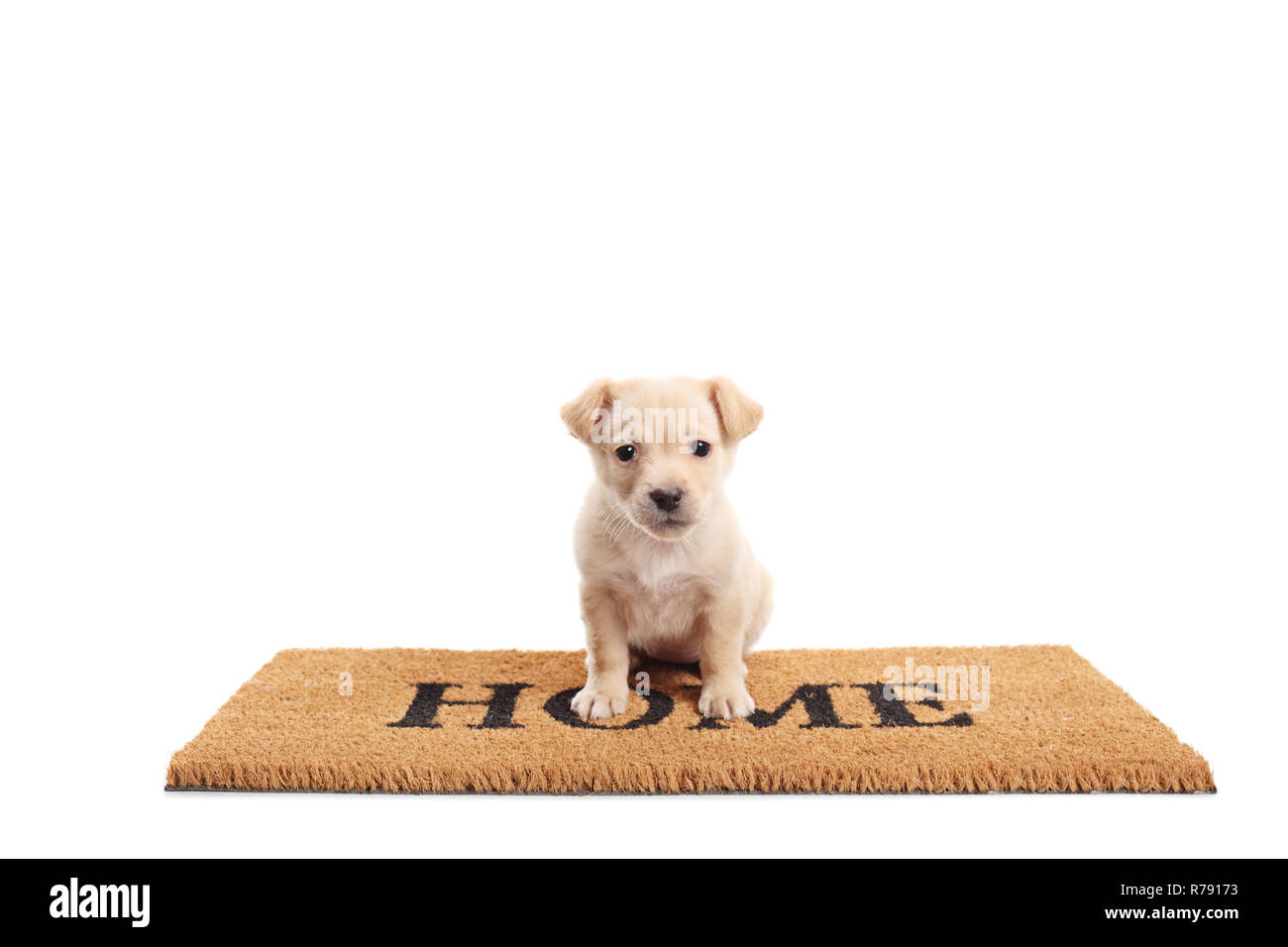Cute little puppy standing on a door mat with written text home isolated on white background Stock Photo