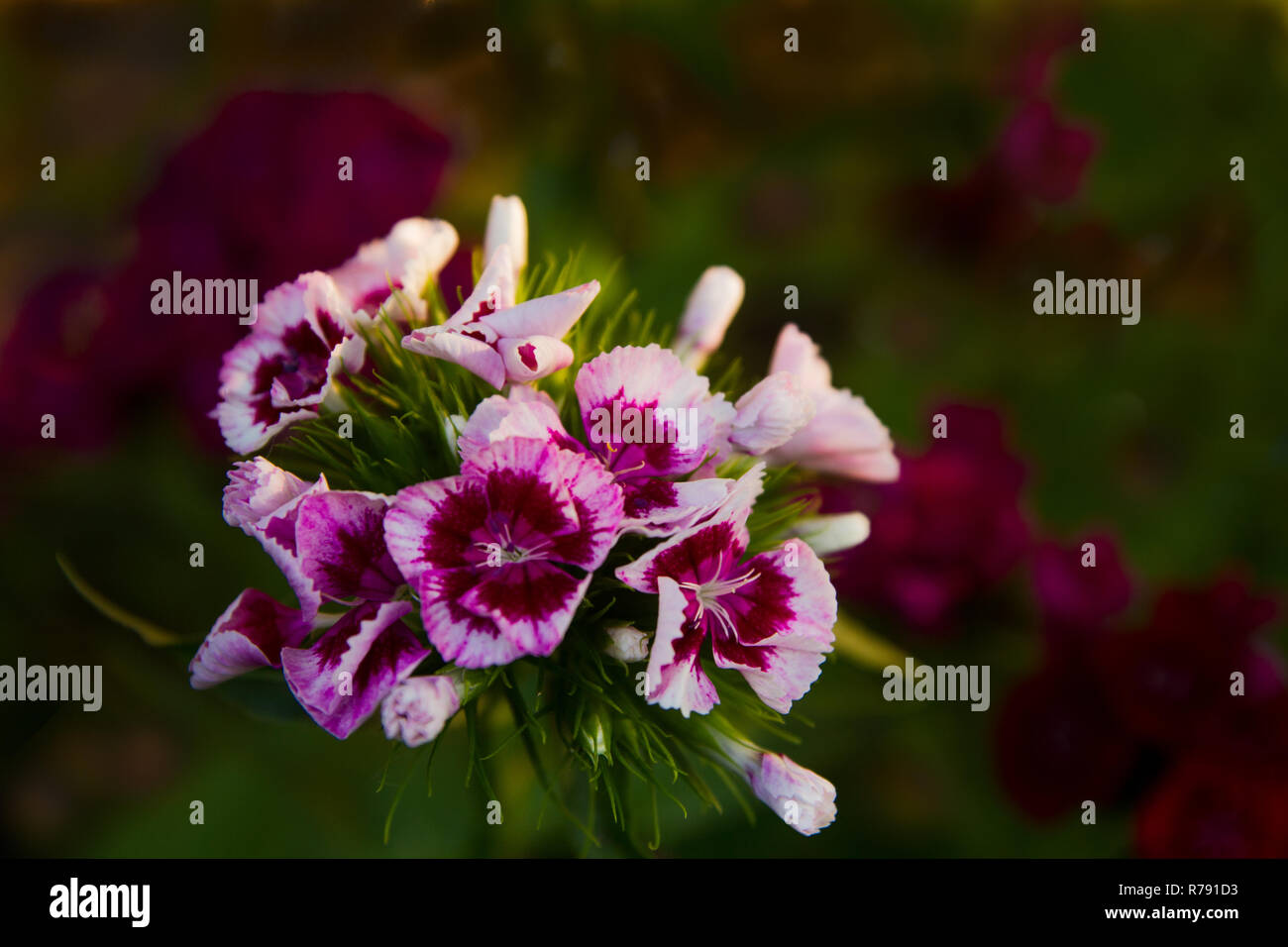 Flower carnation Turkish Stock Photo