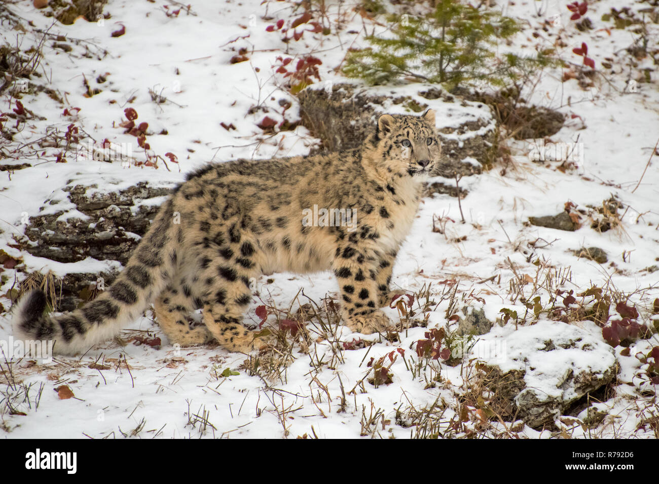 Snow Leopard Cub Standing in the Snow Stock Photo