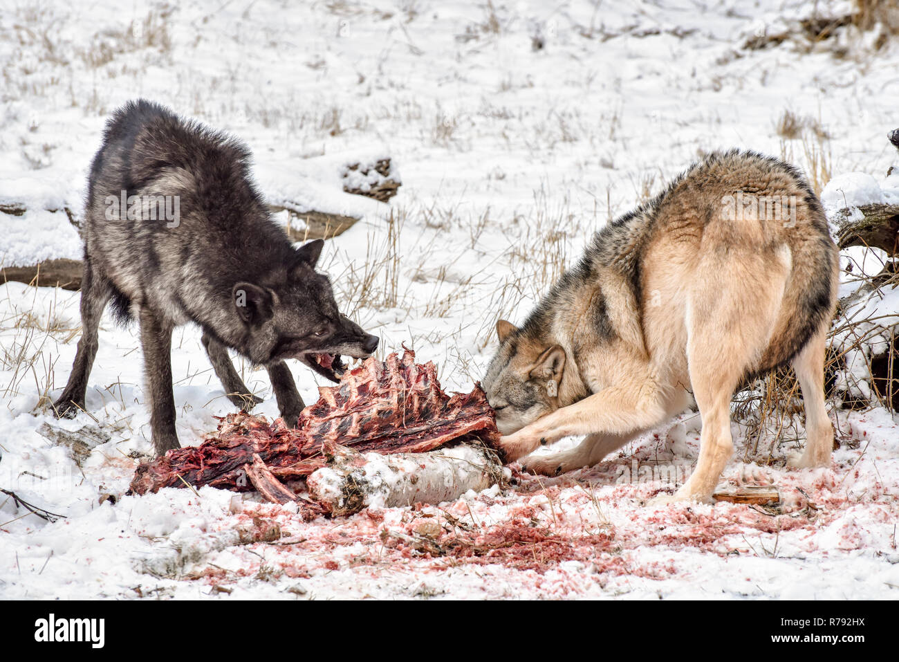 Tundra Wolves Feeding on and Elk Carcass in the Snow Stock Photo