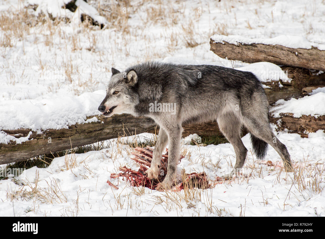 Tundra Wolf Feeding on and Elk Carcass in the Snow Stock Photo