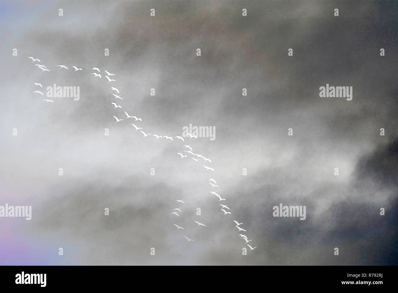 pulling birds texture concept Stock Photo Alamy