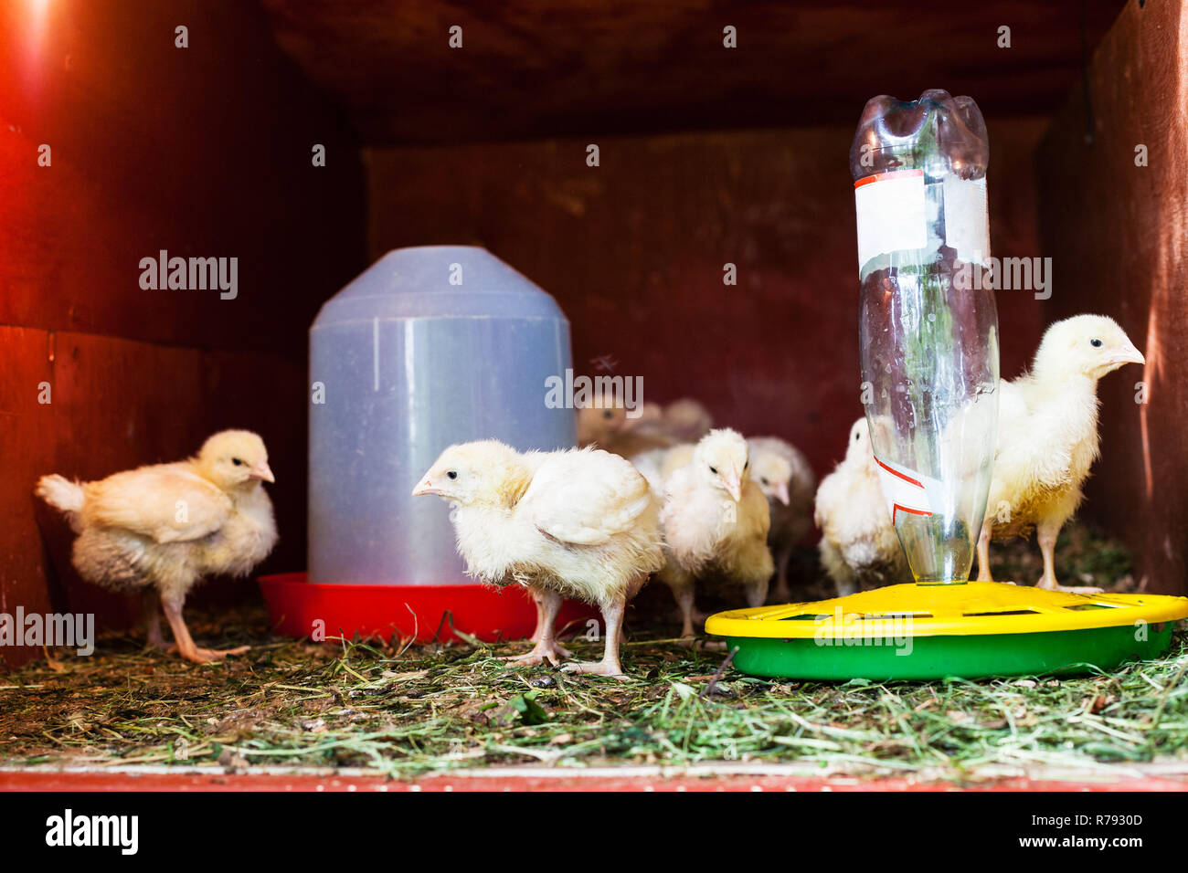 many chicks in chicken coop near feeder Stock Photo Alamy