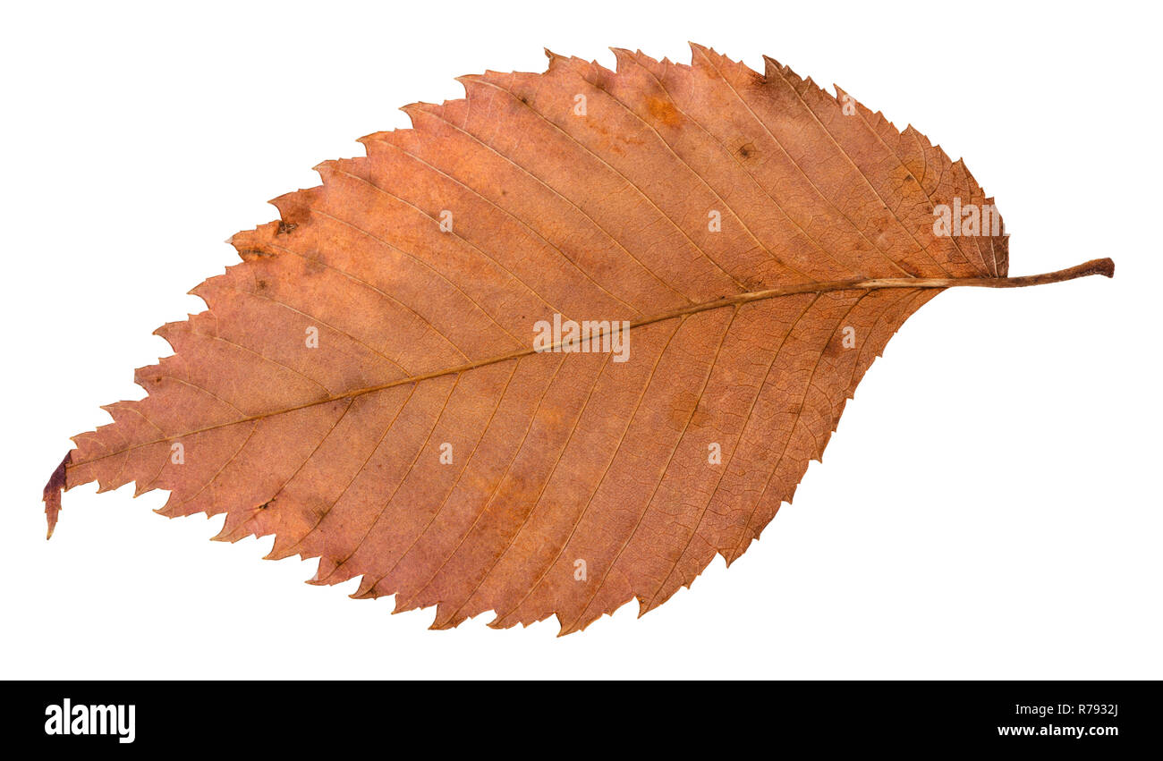 back side of rotten dried red leaf of elm tree Stock Photo