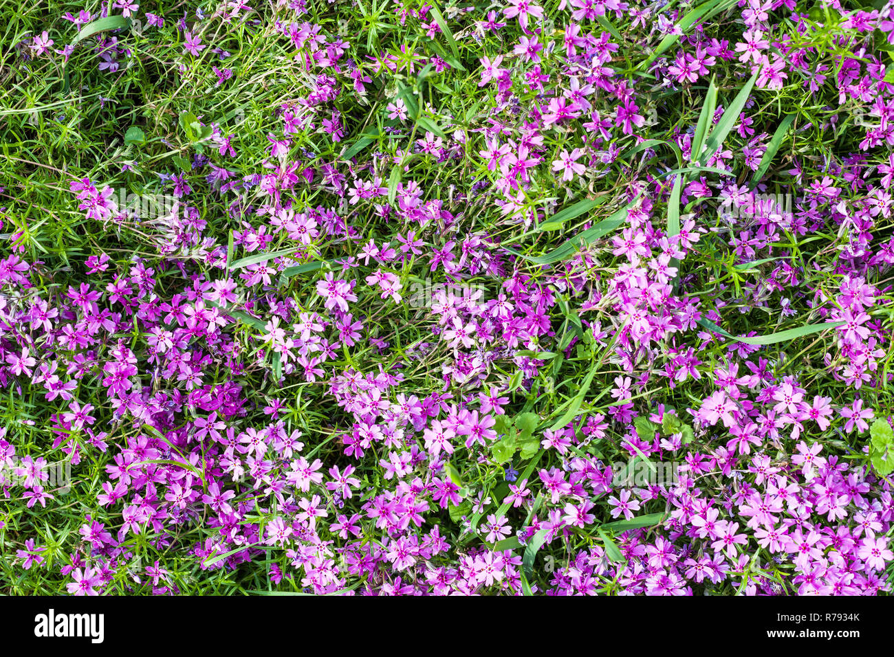 pink flowers of phlox subulata on green lawn Stock Photo - Alamy