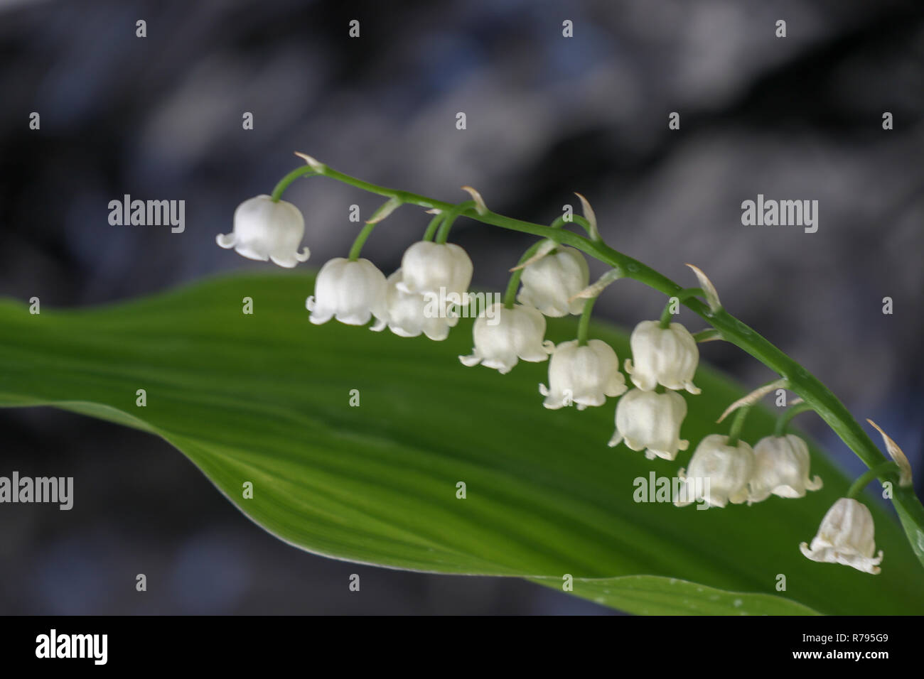 lily of the valley with black background Stock Photo - Alamy