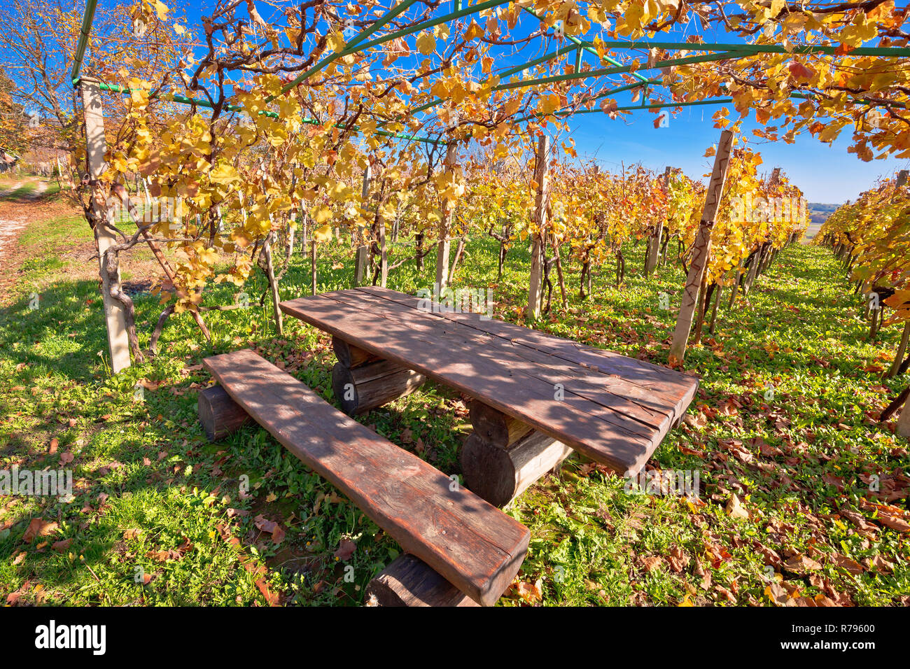 Bench in idyllic autumn vineyards trellis, restplace in colorful Kalnik mountain trail, Croatia Stock Photo