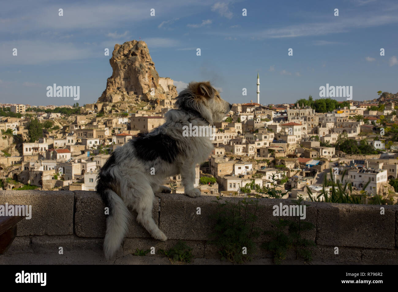 panoramic view urgup and a dog kapadokya turkey Stock Photo