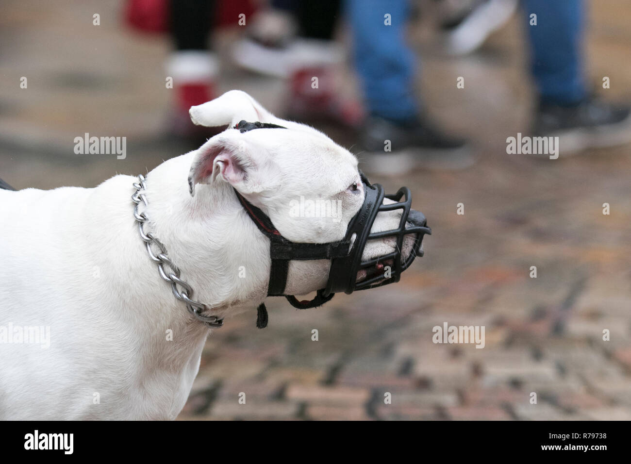 White Staffordshire Bull Terrier dog  wearing black muzzle. Stock Photo