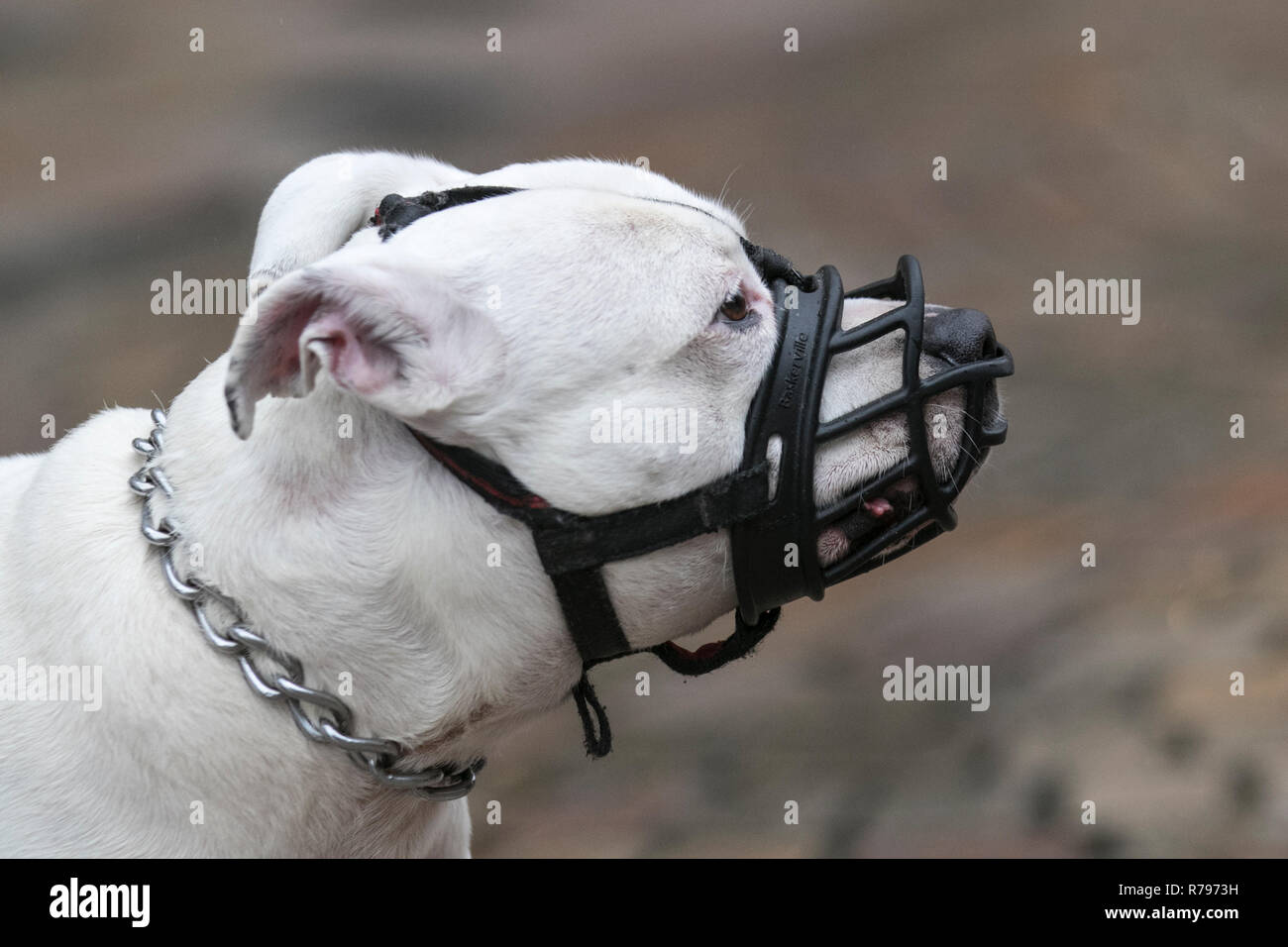 White Staffordshire Bull Terrier dog  wearing black muzzle. Stock Photo