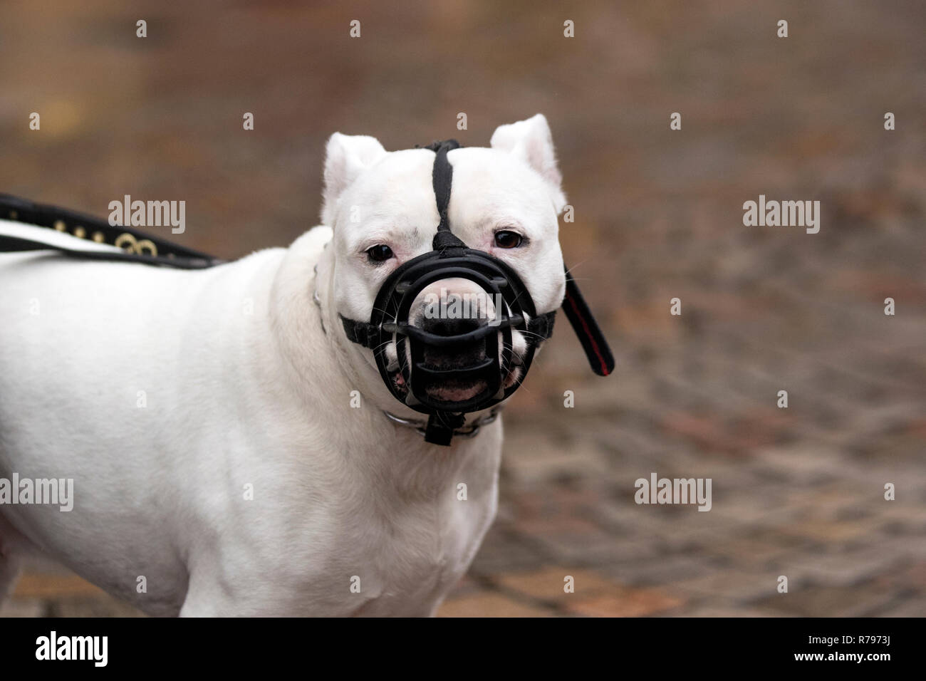 White Staffordshire Bull Terrier dog wearing black muzzle. Stock Photo
