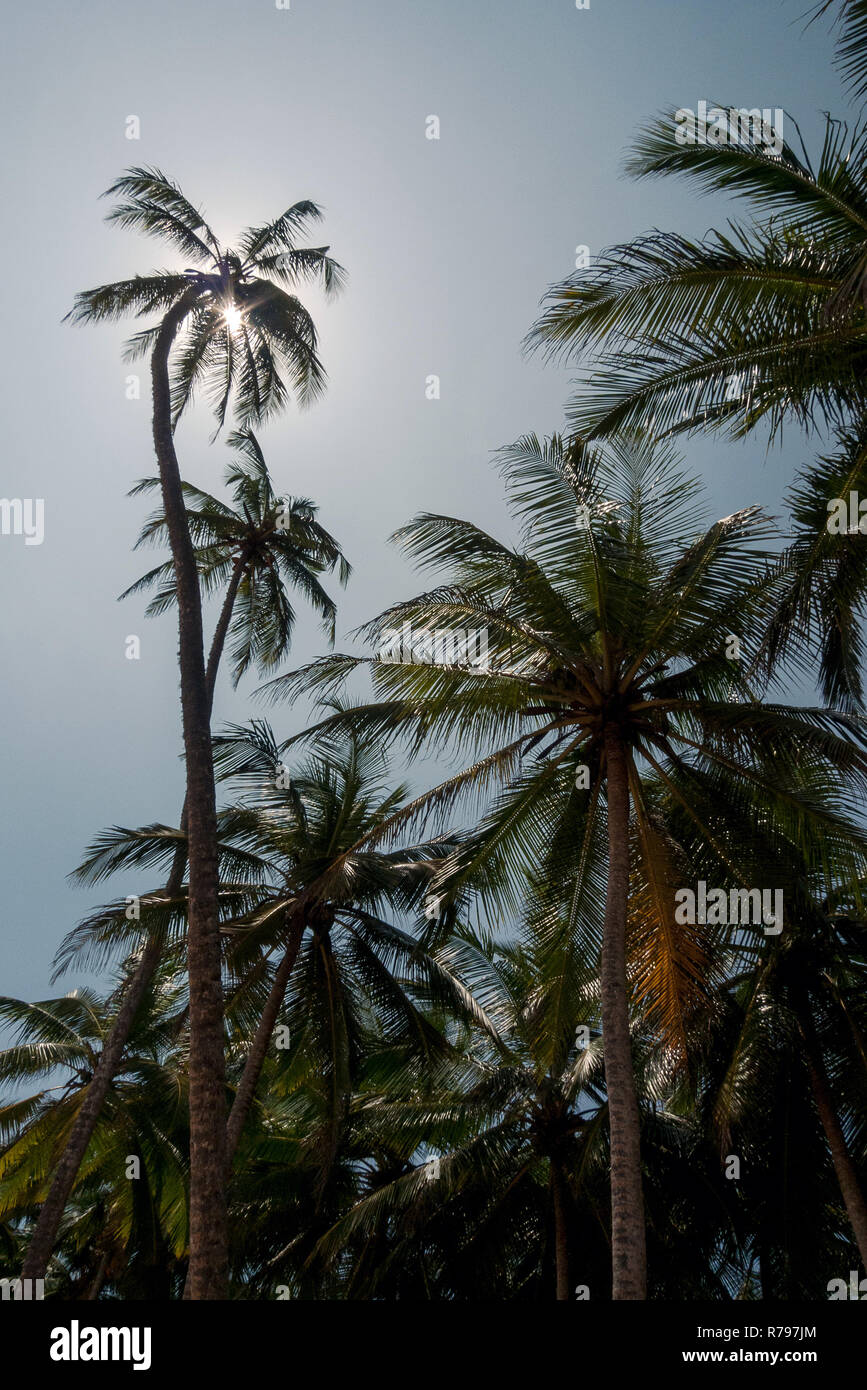 Sri Lanka, Tangalle, 02/08/2014: the palm grove of paradise beach Stock Photo