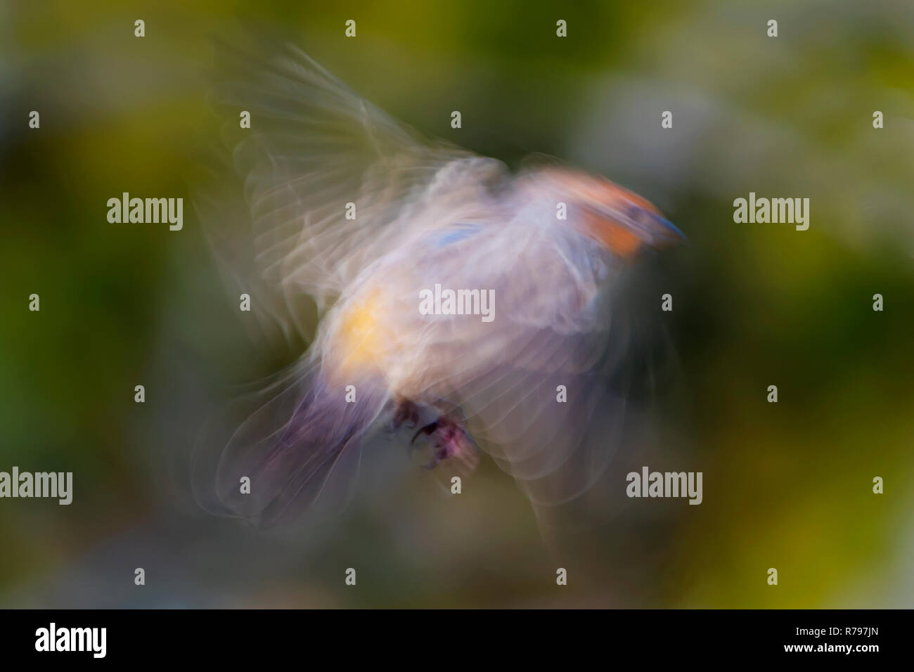 Male house finch flight intentional blur Stock Photo Alamy