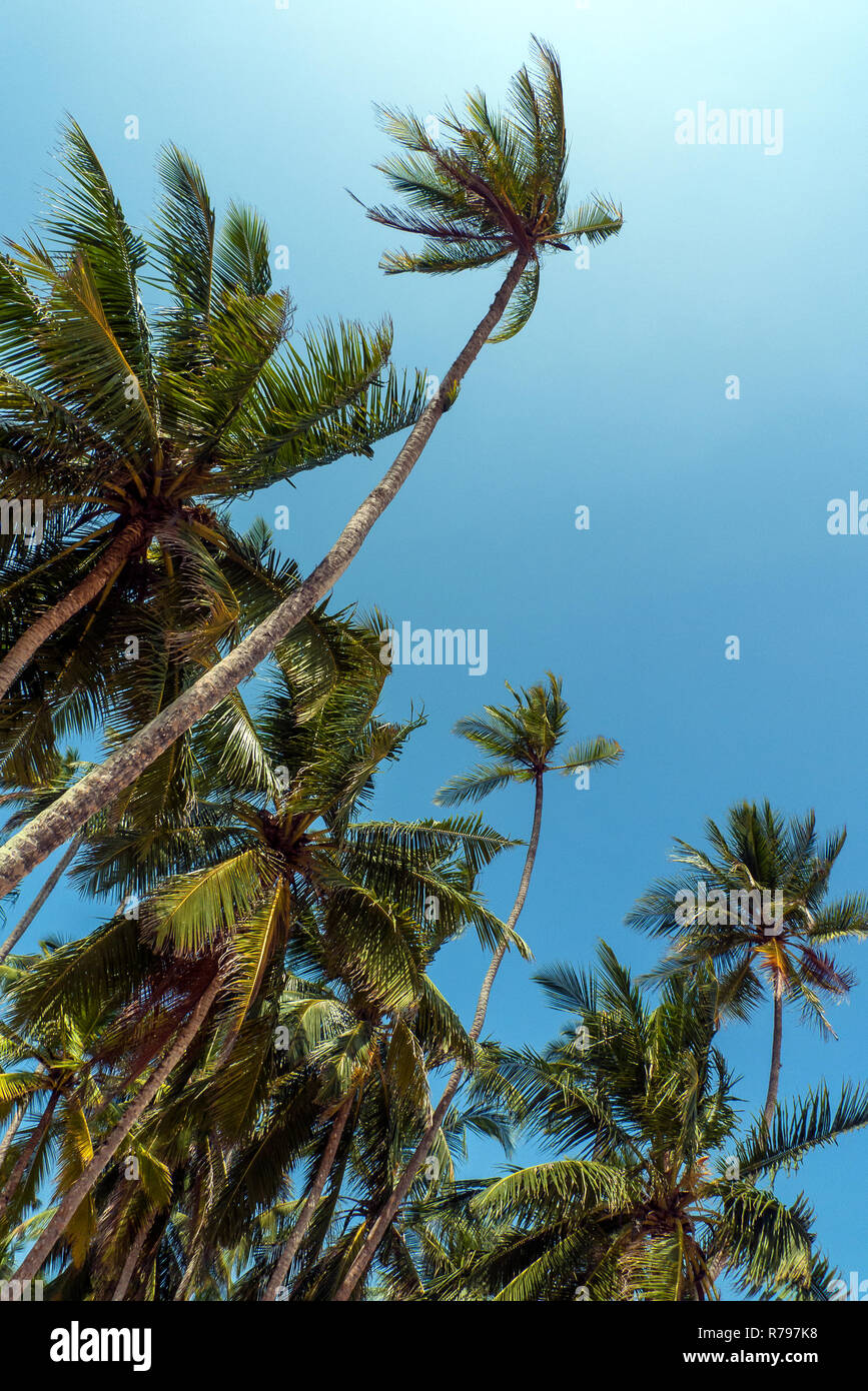 Sri Lanka, Tangalle, 02/08/2014: the palm grove of paradise beach Stock Photo