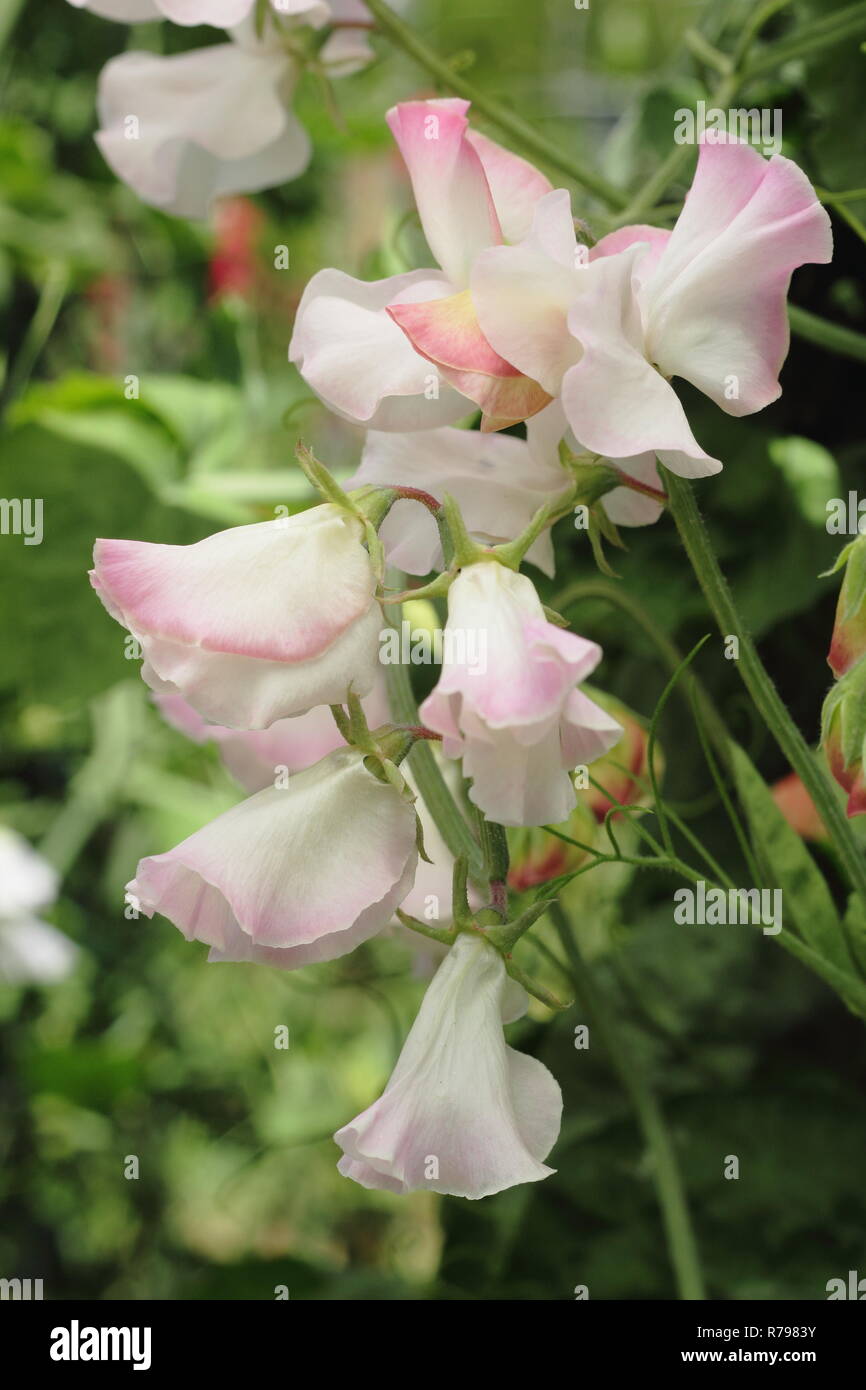 Lathyrus odoratus. Sweet pea 'Anniversary', a scented, Spencer type sweet pea flower climbing in an English garden Stock Photo