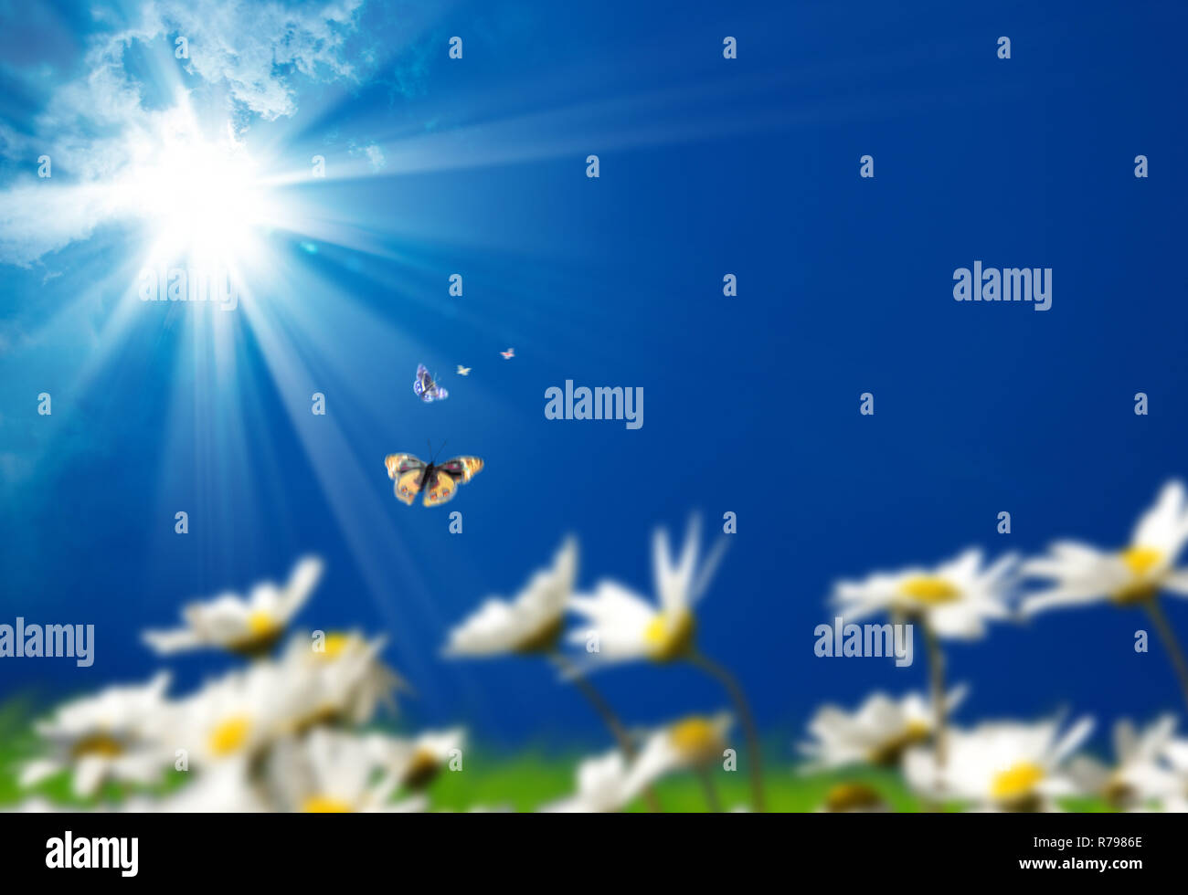 butterflies in the sky Stock Photo Alamy