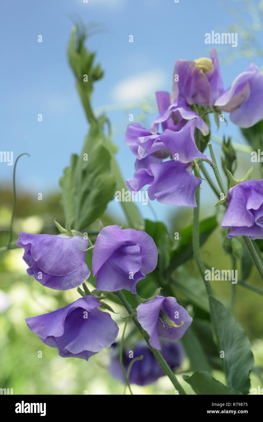Lathyrus odoratus. 'Our Harry' Spencer variety sweet pea flowers in an English garden, summer, UK Stock Photo