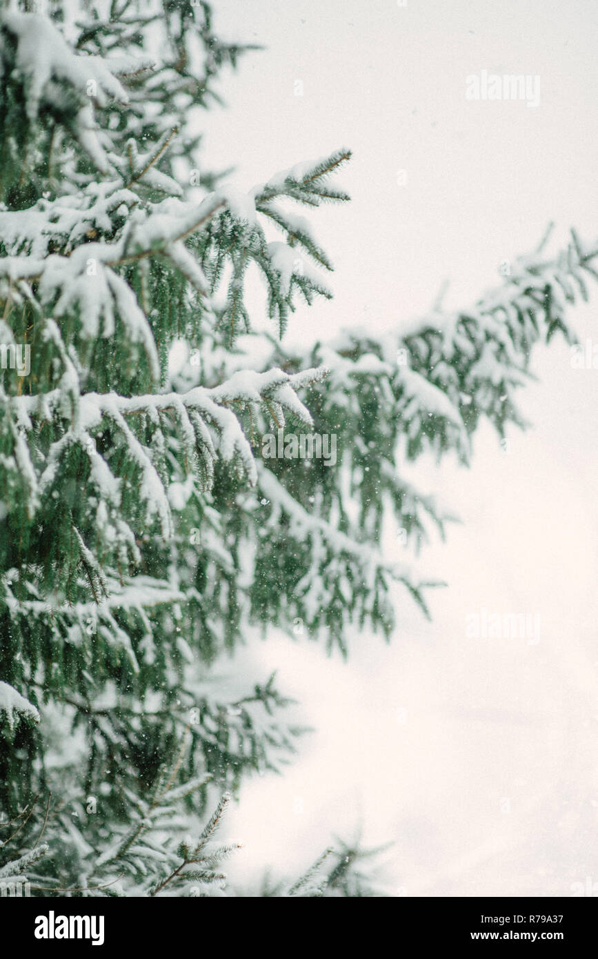 Snowfall snow on tree hi-res stock photography and images - Alamy