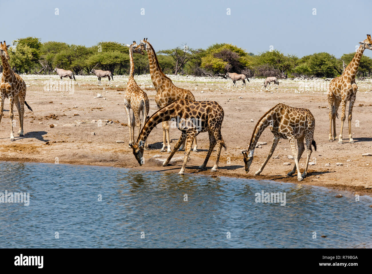 giraffe (giraffa) at the waterhole Stock Photo