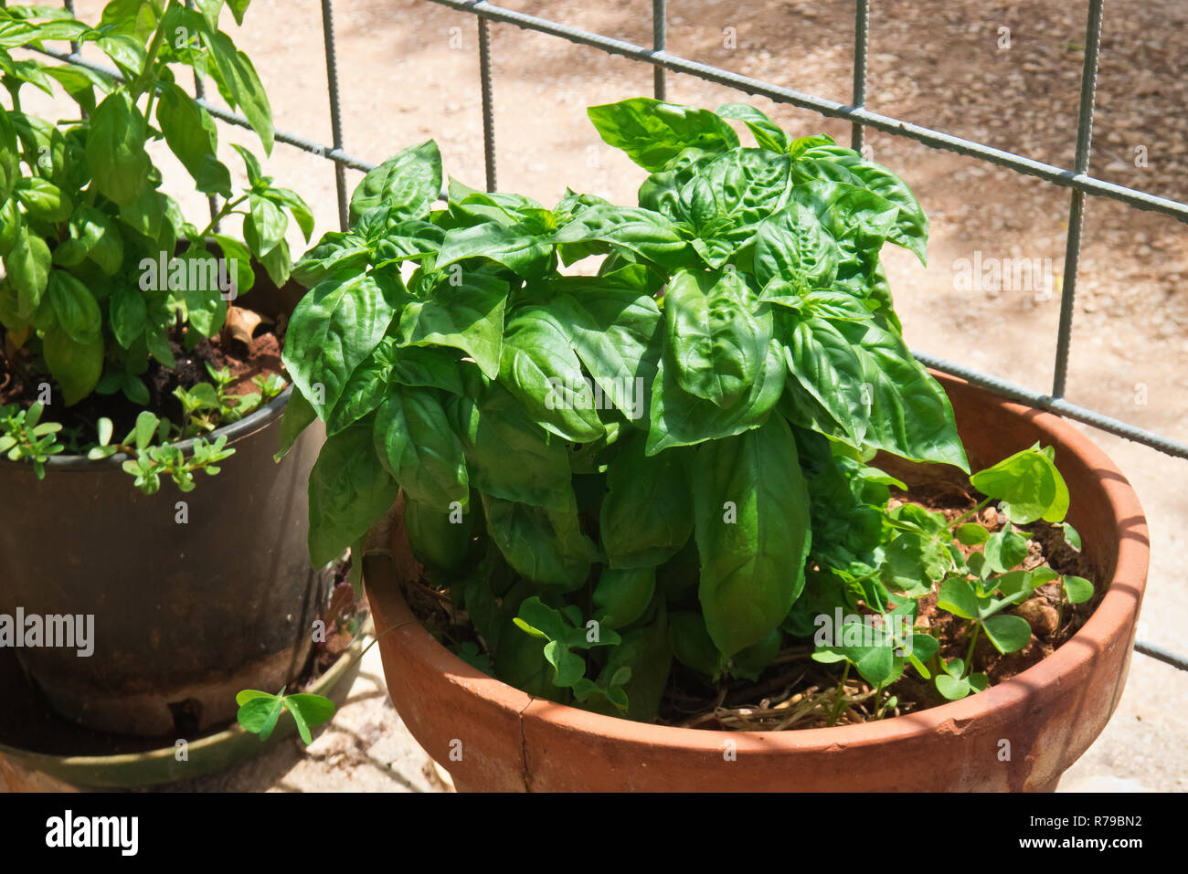 potted basil plants Stock Photo