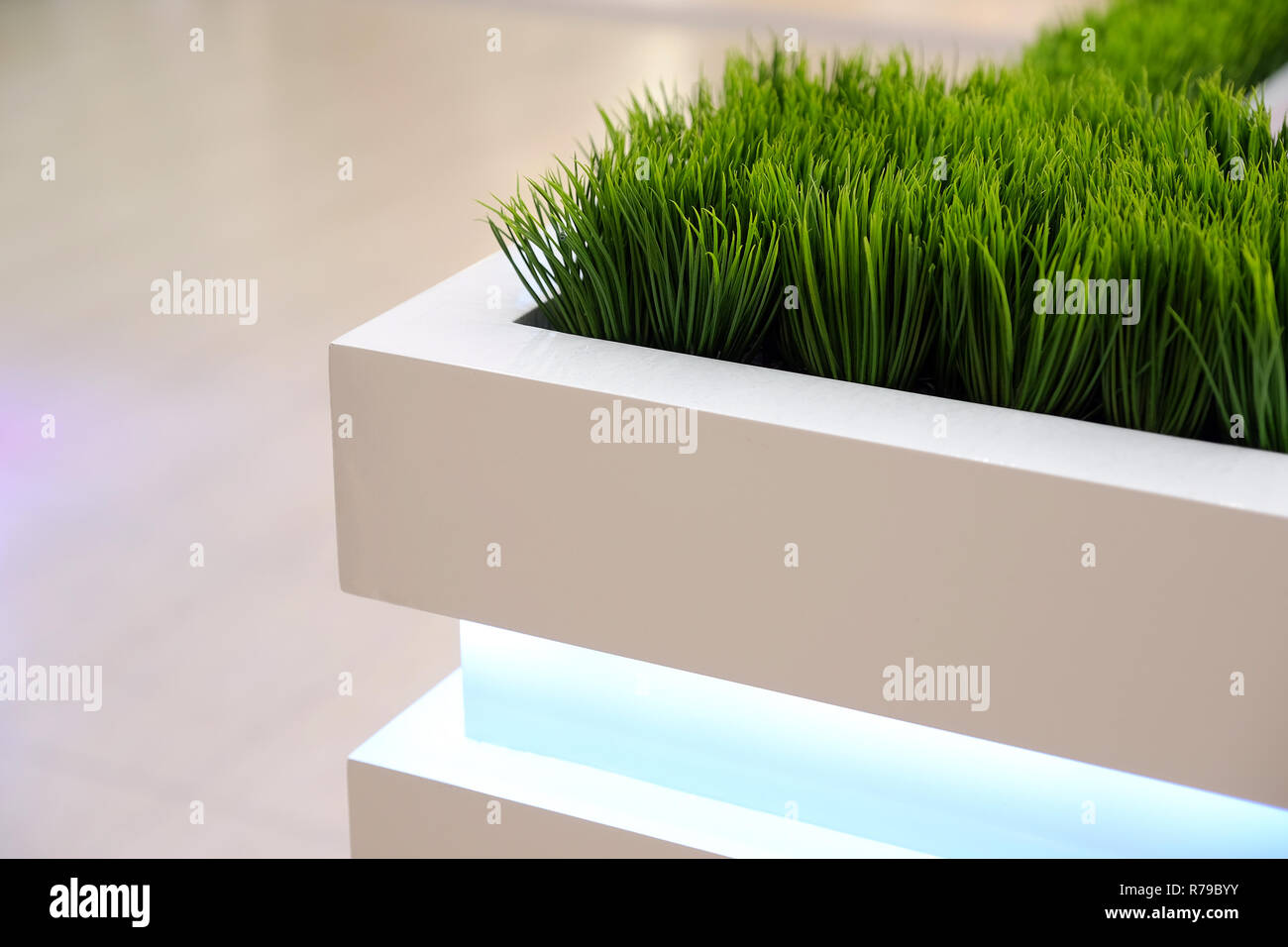 Fresh green plants in vases. Decorative greenery on the background of