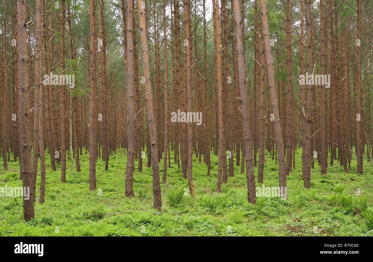 Mme forest hi-res stock photography and images - Alamy