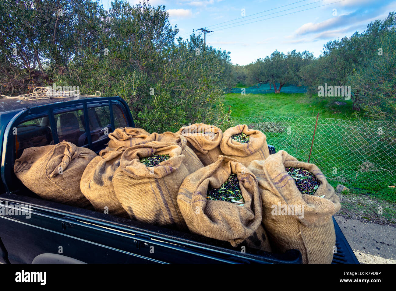 Olive sacks hires stock photography and images Alamy
