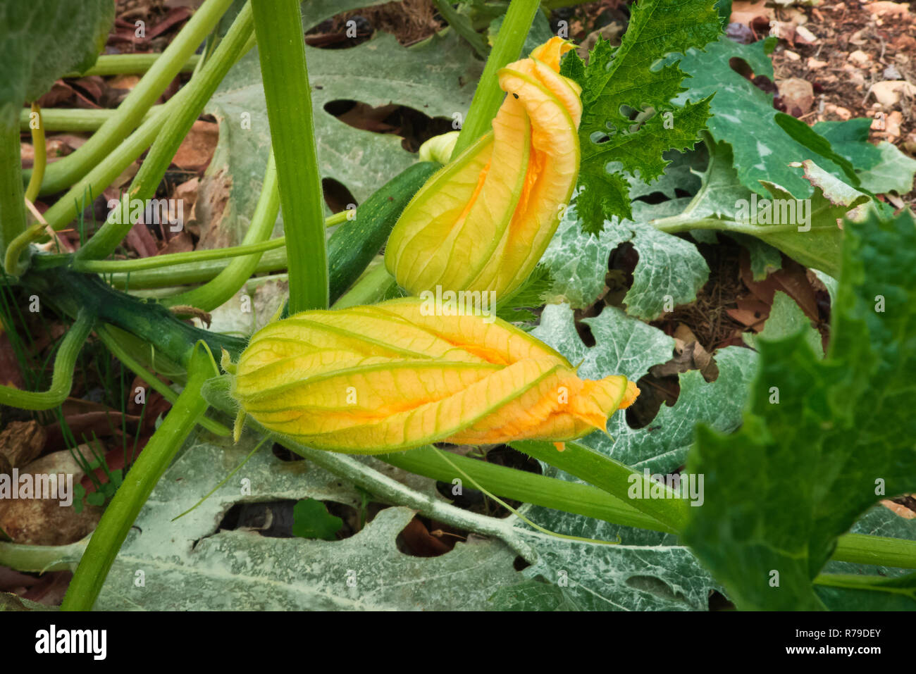 courgette flowers Stock Photo