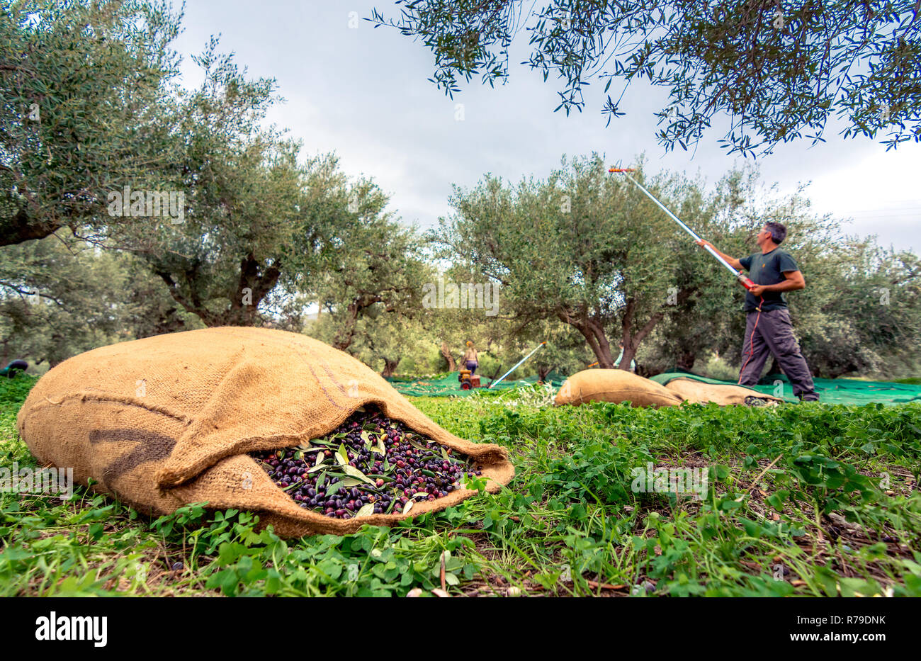 Olive oil production greece hires stock photography and images Alamy