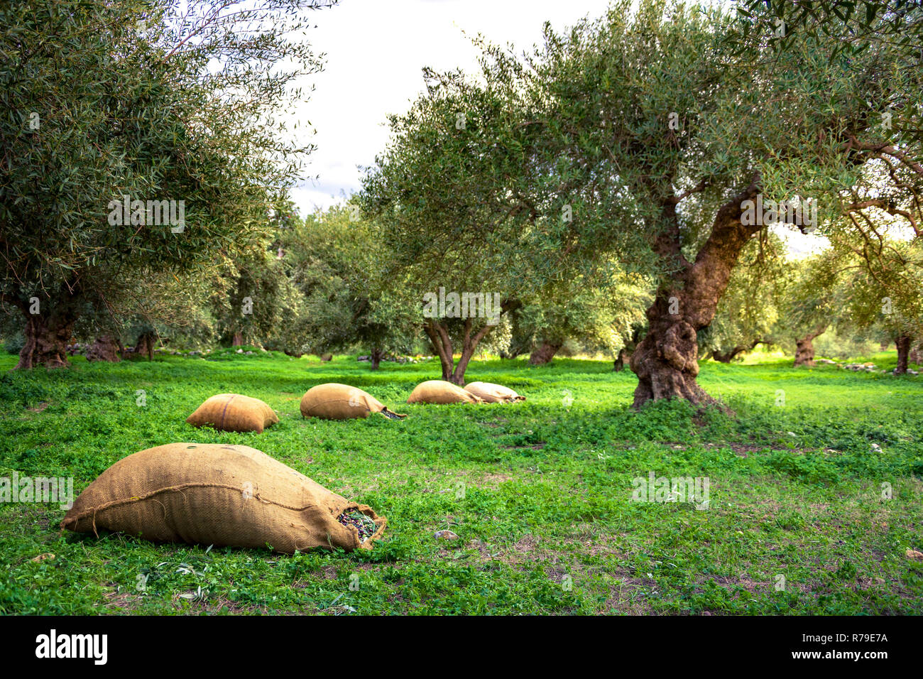 Olive oil production greece hires stock photography and images Alamy