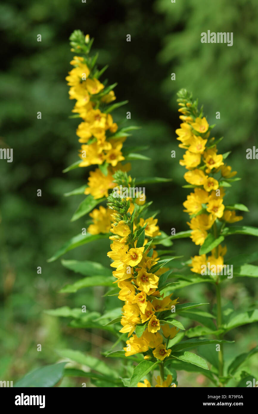 Goldfelberich hi-res stock photography and images - Alamy