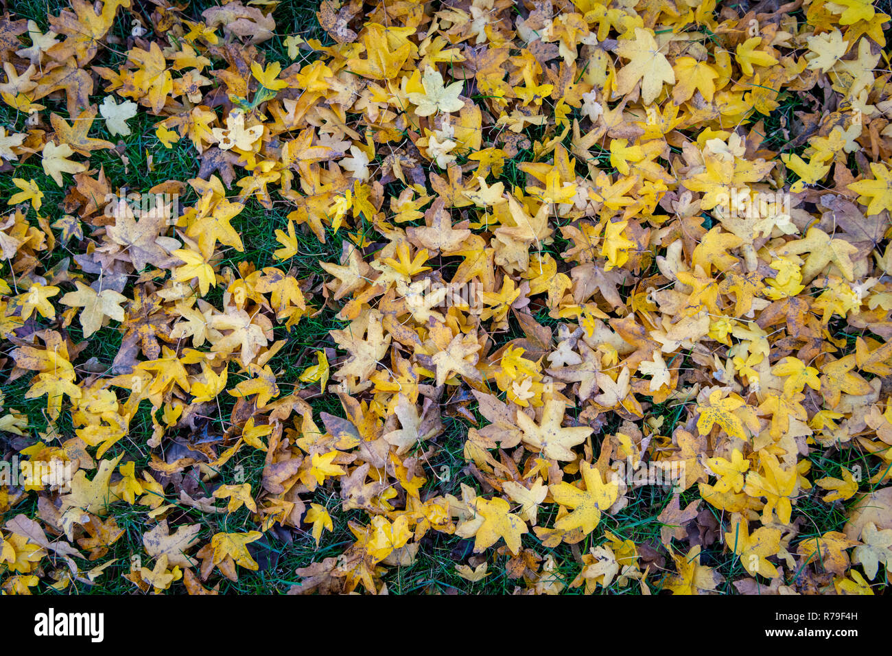 Golden autumn colours hi-res stock photography and images - Alamy