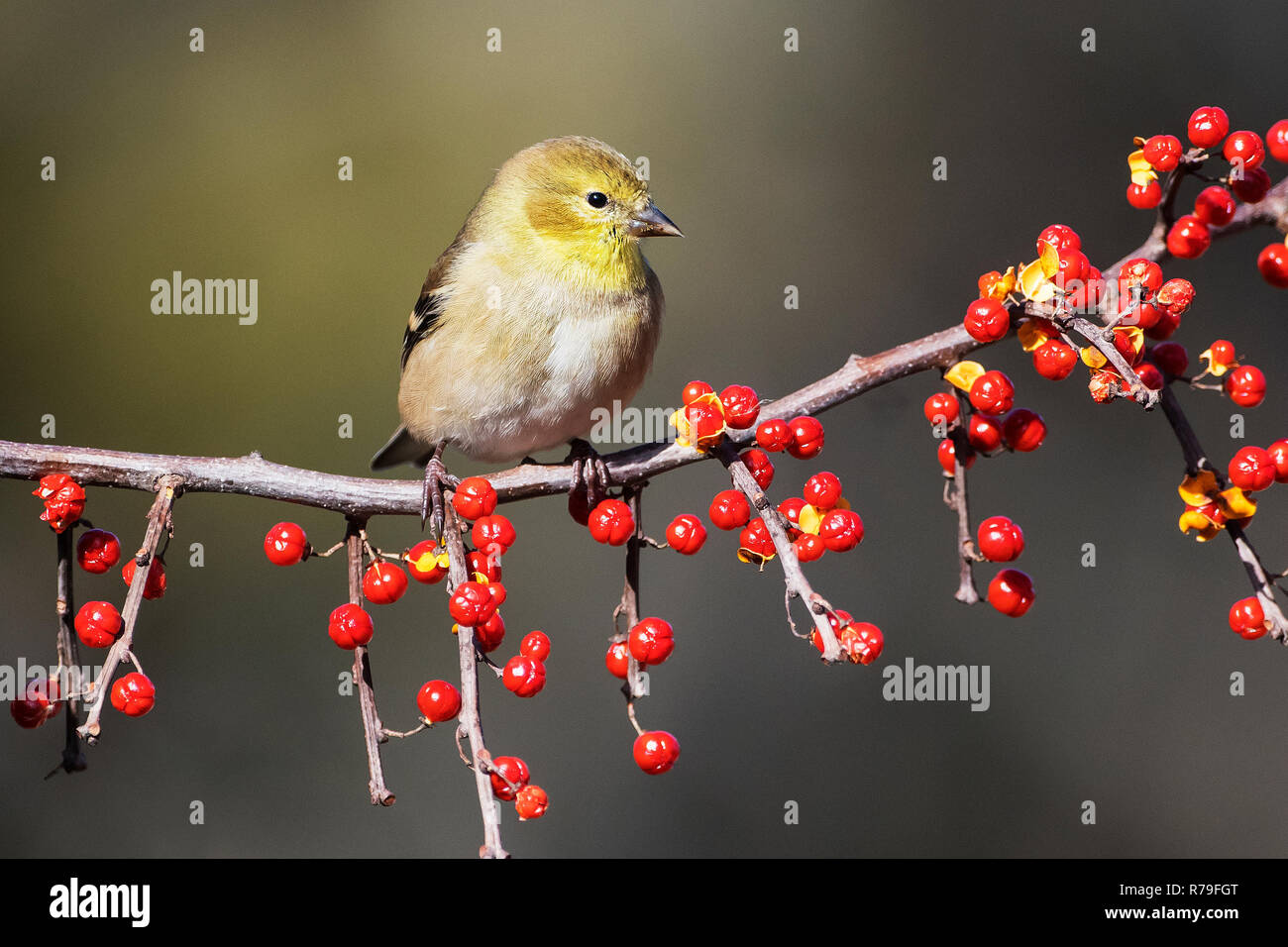 Goldfinch in winter plumage  perched on  oriental bittersweet berries Stock Photo