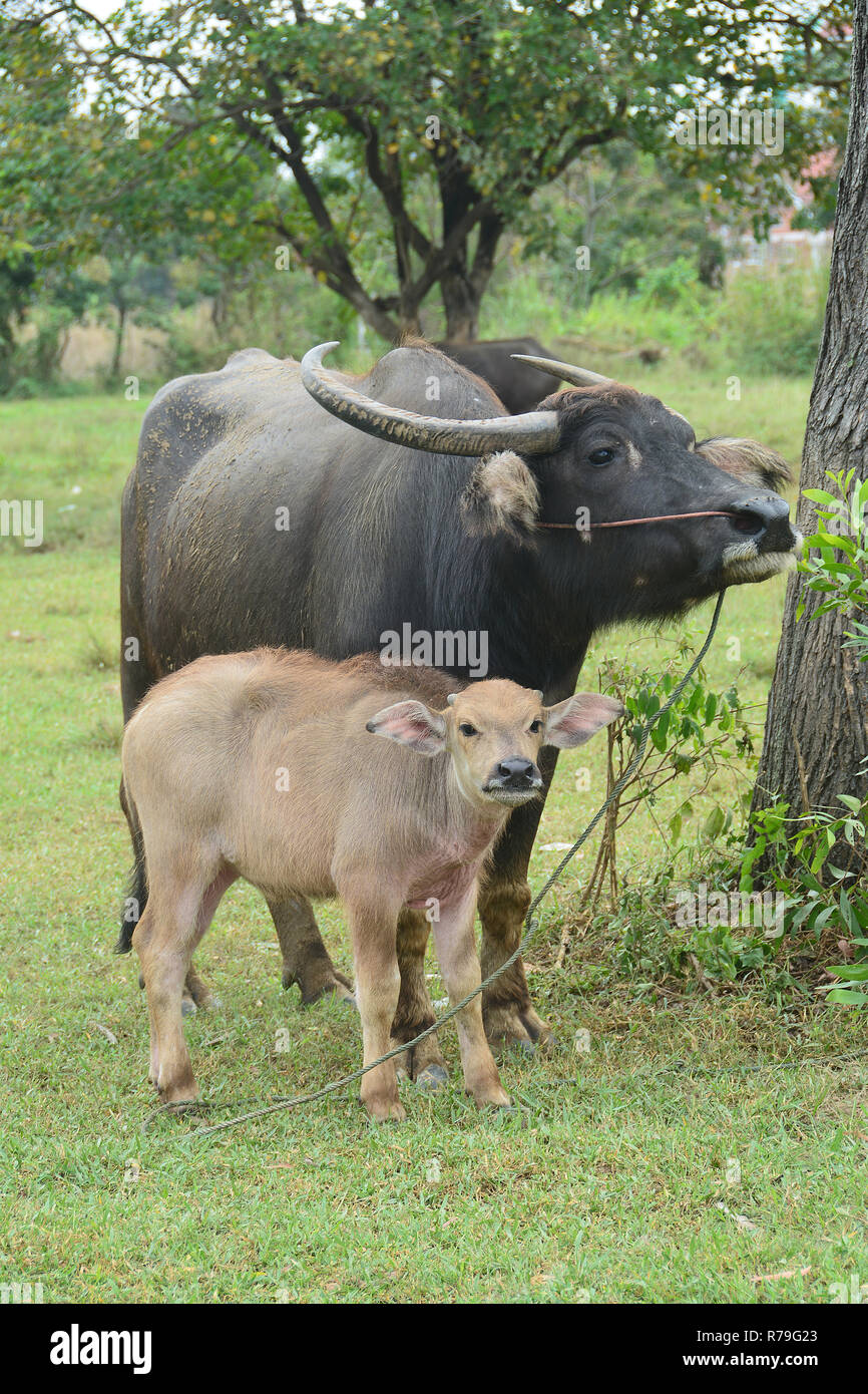 Asian Black Water Buffalo with son Stock Photo
