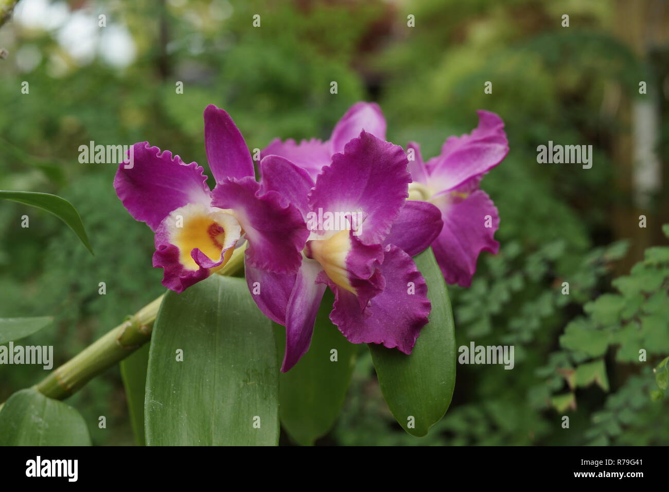 Dendrobium 'Super Star Orient' Stock Photo