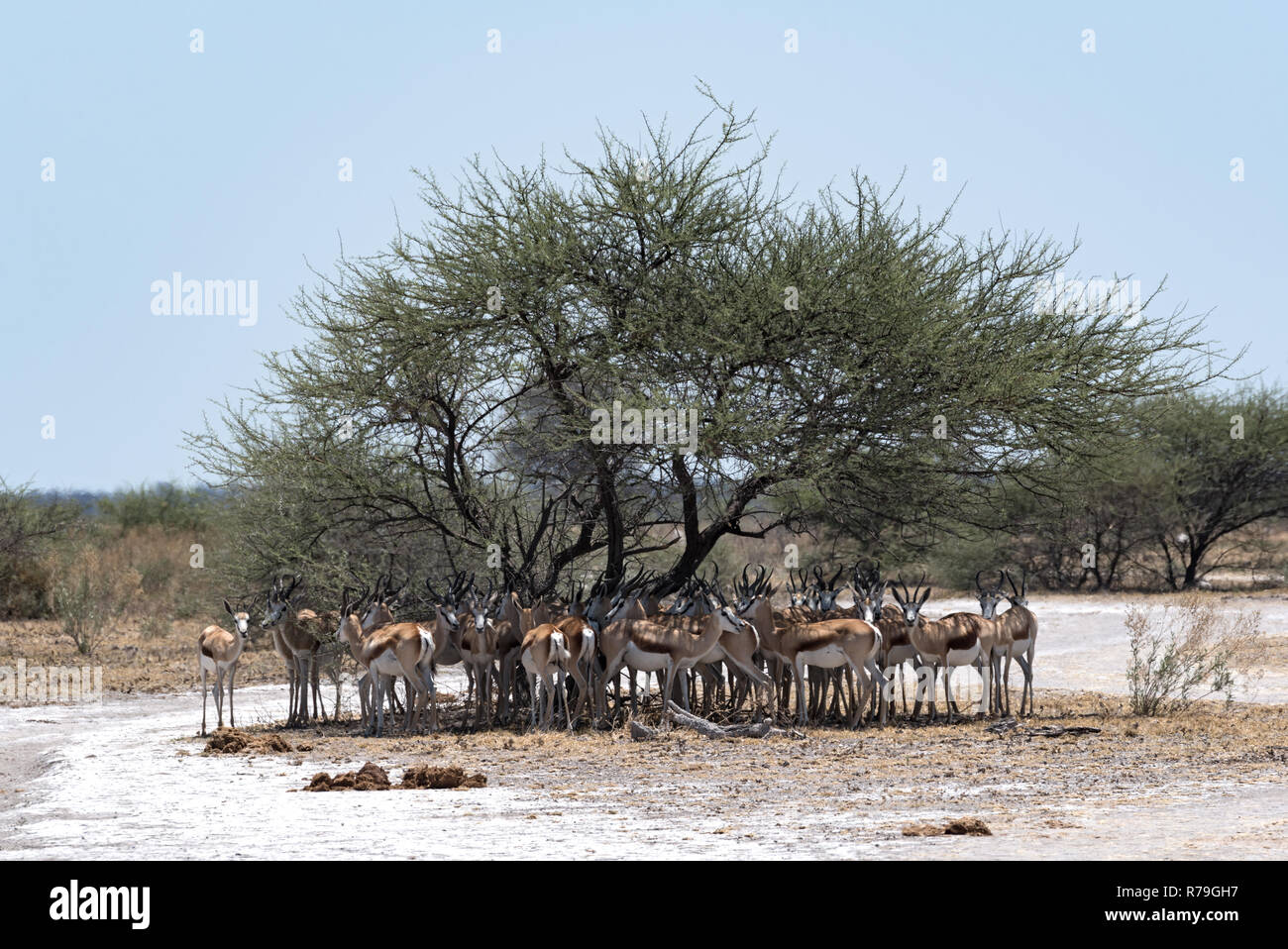 Herd of impala in the shade of a tree in Nxai Pan National Park, Botswana Stock Photo