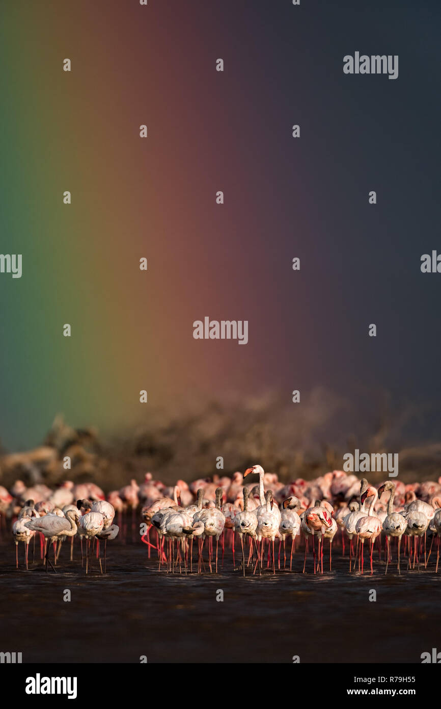 A colony of Flamingos stand in Lake Baringo under rainbow filled sky, Kenya Stock Photo